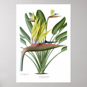 Strelitzia reginae poster