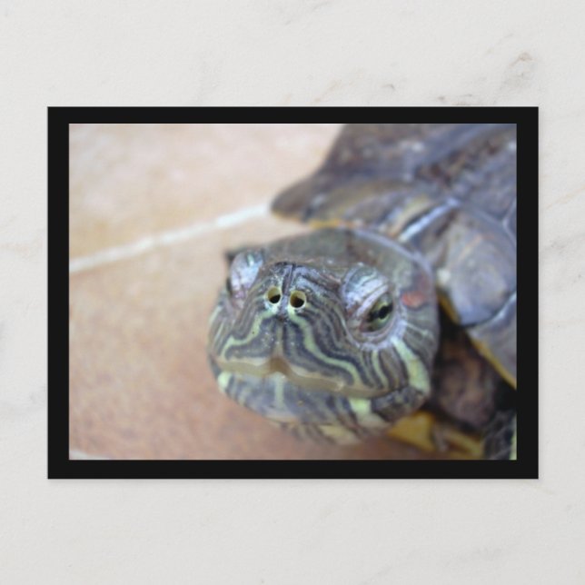 Strelka closeup postcard (Front)