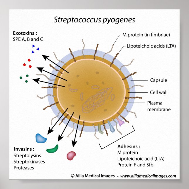 Strep pyogenes labeled diagram. poster (Front)