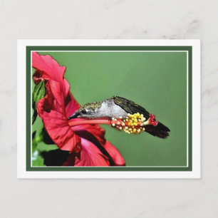 Stretch Postcard