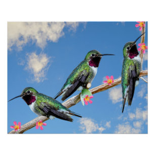 Stretched Canvas Print Three Hummingbirds perched