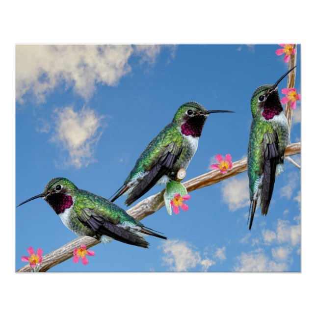 Stretched Canvas Print Three Hummingbirds perched  (Front)