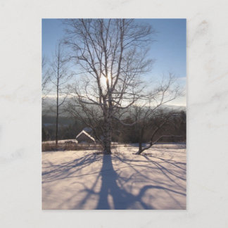 stretching birch postcard