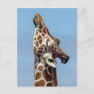Stretching Giraffe Postcard