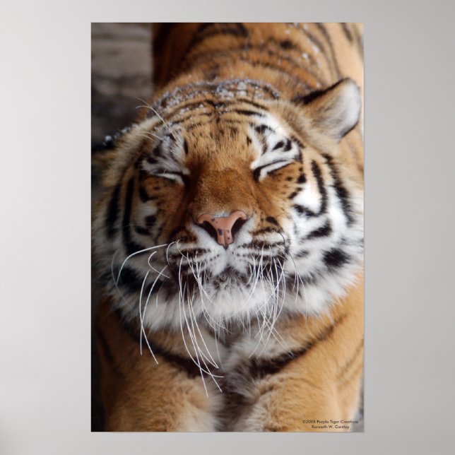 Stretching Tiger Poster (Front)