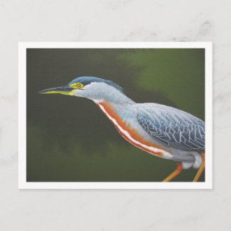 Striated Heron Postcard
