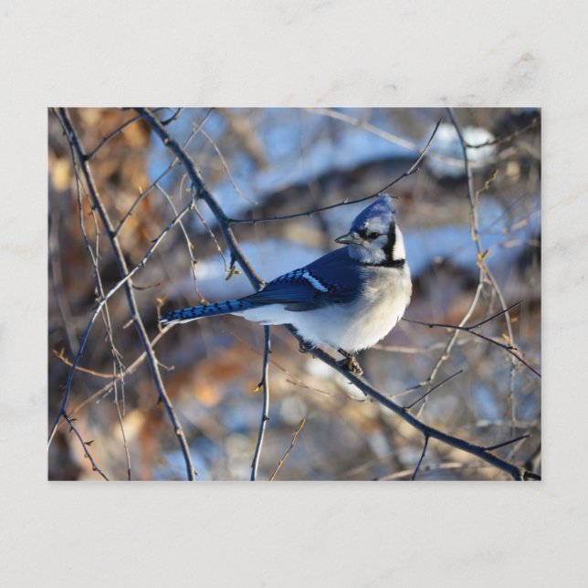 Striking Blue Jay Postcard (Front)
