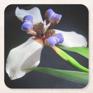 Striking Iris Party Coaster