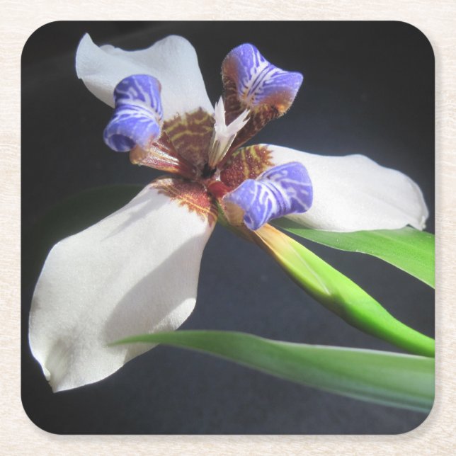 Striking Iris Party Coaster (Front)