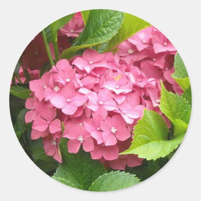 Striking Pink Hydrangeas Classic Round Sticker (Front)