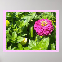 Striking Pink Zinnia