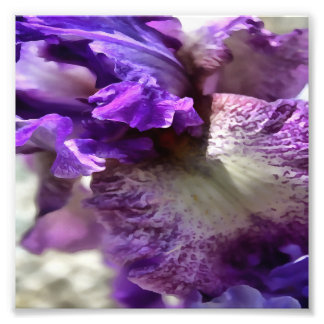 Striking Purple, Violet and Mauve Iris Abstract Photo Print