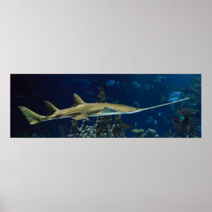 Striking Sawfish Poster