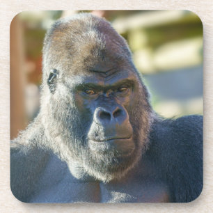 Striking Silverback Coaster