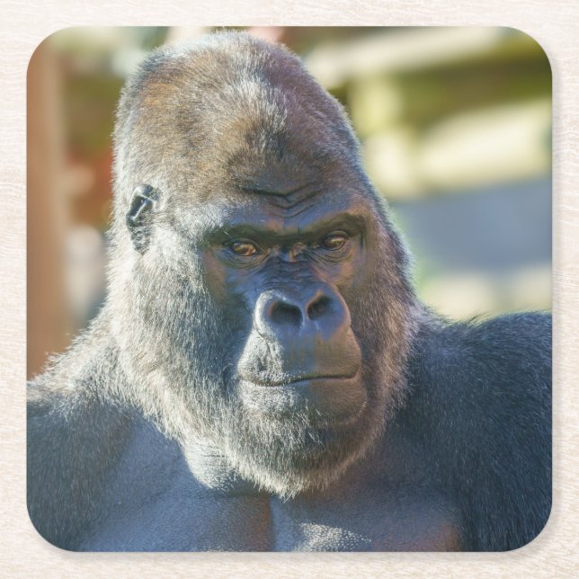 Striking Silverback Square Paper Coaster (Front)