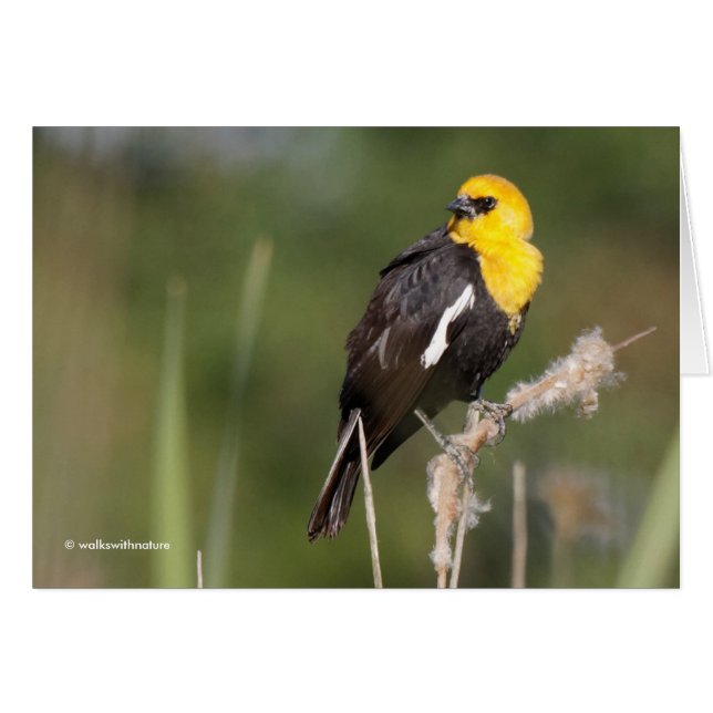 Striking Yellow-Headed Blackbird in the Marsh (Front Horizontal)