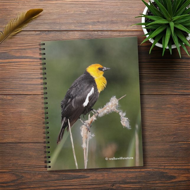 Striking Yellow-Headed Blackbird in the Marsh Spiral Notebook (Yellow-Headed Blackbird in the Marsh Journal Cover Photo)