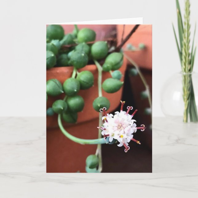 String of Pearls Succulent Greeting Card (Front)