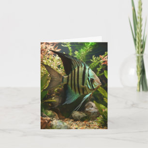 Striped altum angelfish card