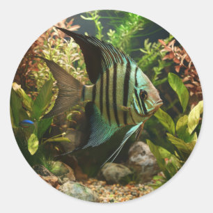 Striped altum angelfish  classic round sticker