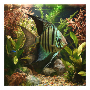 Striped altum angelfish photo print