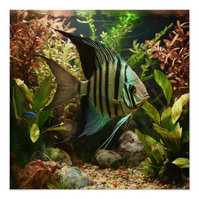 Striped altum angelfish  poster (Front)