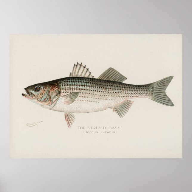 Striped bass fish vintage art poster (Front)