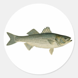 Striped Bass Logo Classic Round Sticker