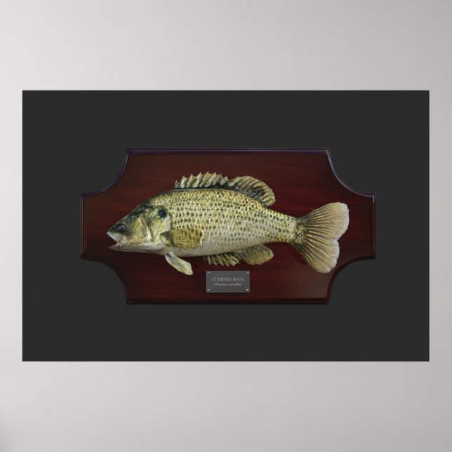 Striped Bass Trophy Plaque Poster (Front)