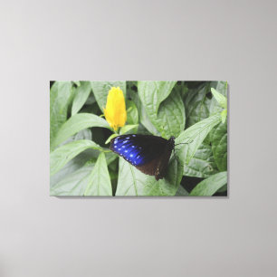 Striped Blue Crow (Euploea mulciber) on leaf, Canvas Print