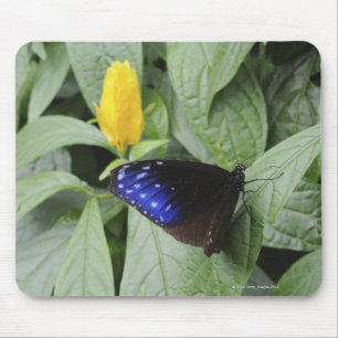 Striped Blue Crow (Euploea mulciber) on leaf, Mouse Pad
