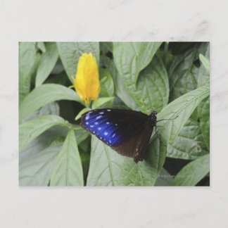 Striped Blue Crow (Euploea mulciber) on leaf, Postcard