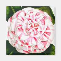 Striped candy cane camellia