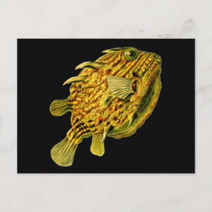 Striped Cowfish Ernst Haeckel Fine Art Postcard