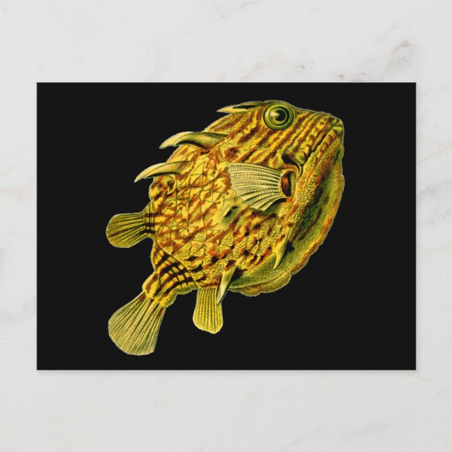 Striped Cowfish Ernst Haeckel Fine Art Postcard (Front)