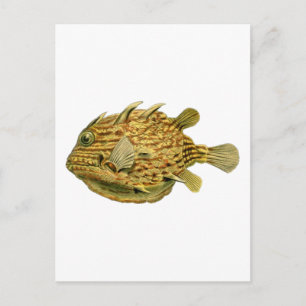 Striped cowfish postcard