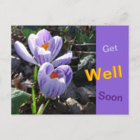 Striped Crocusses Get Well Soon Postcard
