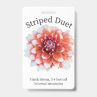 Striped Duet Dahlia ID Badge