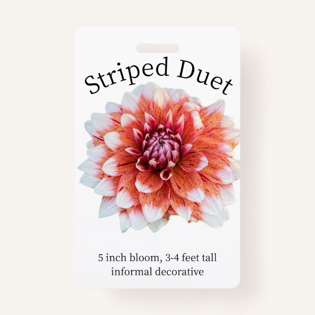 Striped Duet Dahlia ID Badge (Front)