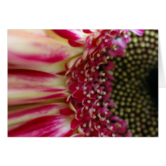Striped Gerbera Peddles Card (Front Horizontal)