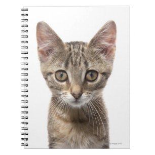Striped Kitten Spiral Notebook