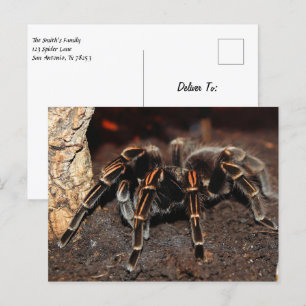 Striped-knee Tarantula Spider Postcard
