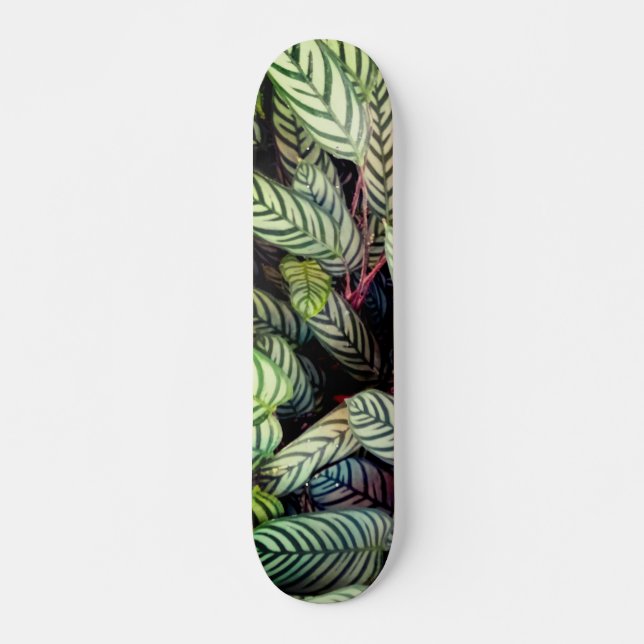 Striped leaves skateboard (Front)