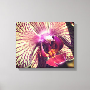 Striped Purple Orchid Flower Close Up Canvas Print