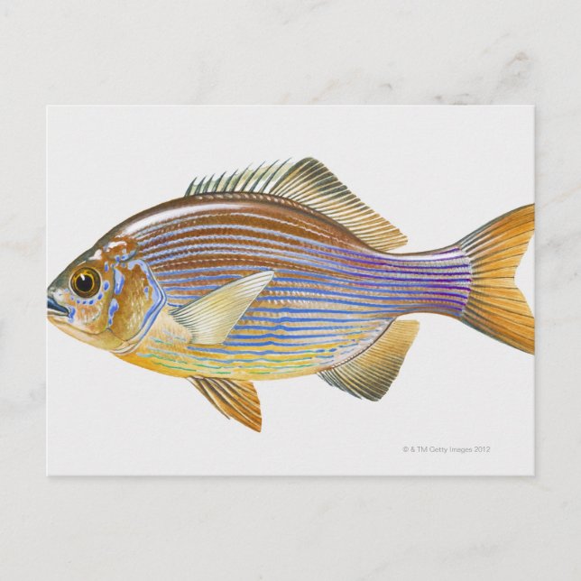 Striped Seaperch Postcard (Front)