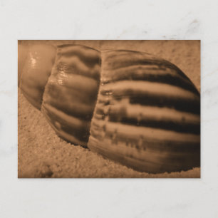 Striped Shell Postcard