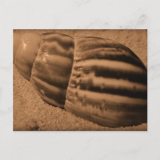 Striped Shell Postcard (Front)