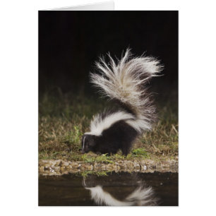 Striped Skunk, Mephitis mephitis