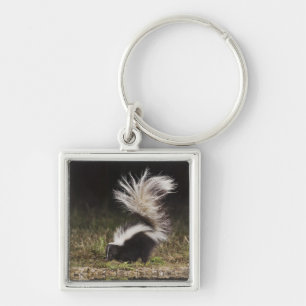 Striped Skunk, Mephitis mephitis Key Ring