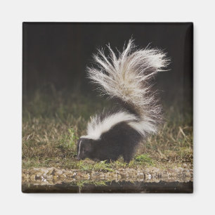Striped Skunk, Mephitis mephitis Magnet